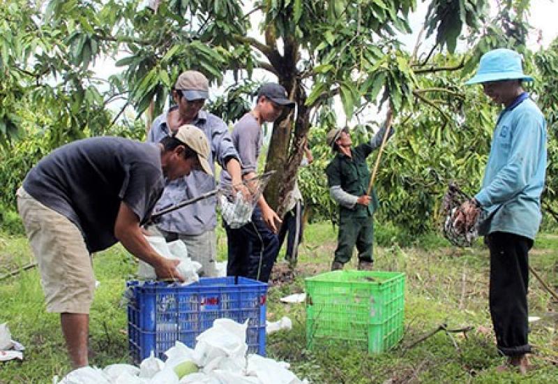 Nông nghiệp Tấn Mỹ có nhiều khởi sắc 