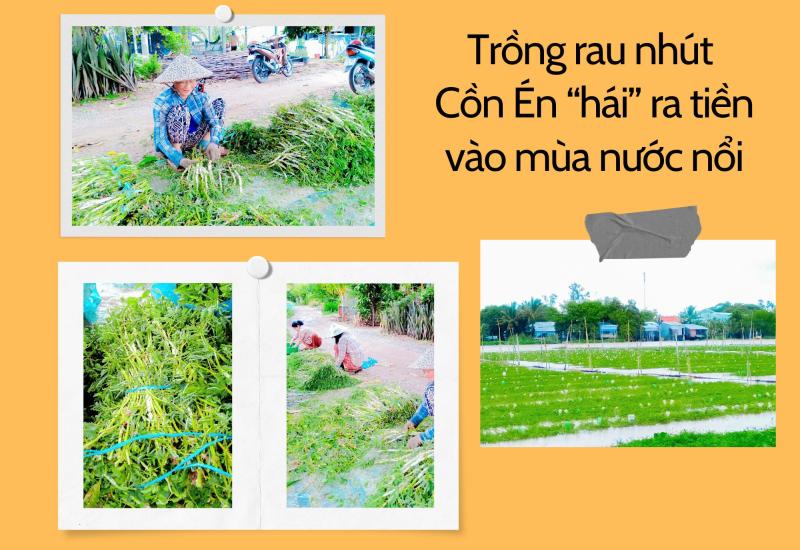 Trồng rau nhút Cồn Én “hái” ra tiền vào mùa nước nổi