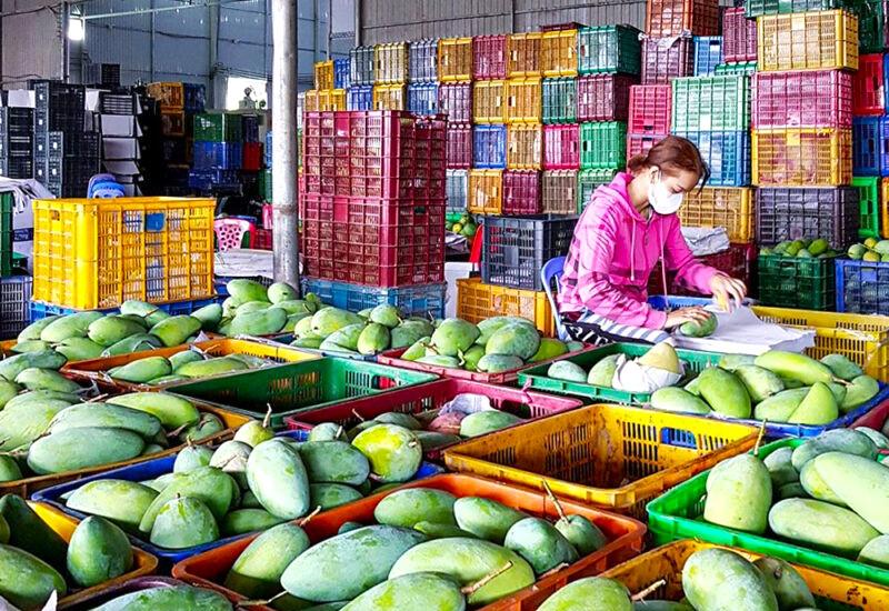 Xoài được giá, nông dân Tấn Mỹ "tiếc đứt ruột" 